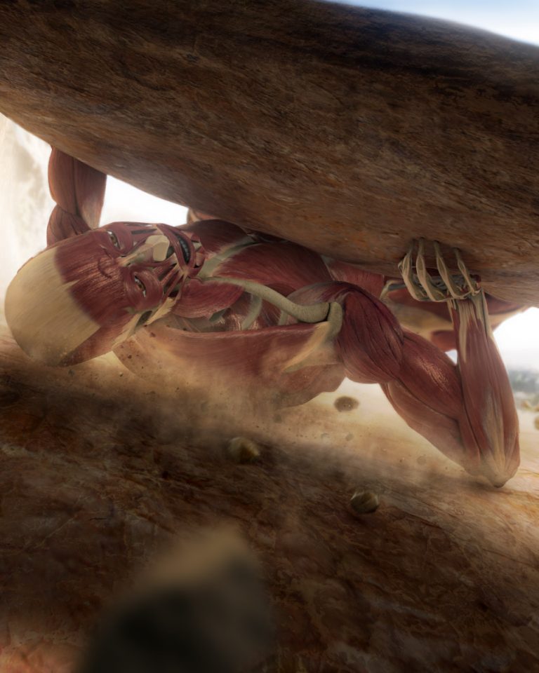 Human Body