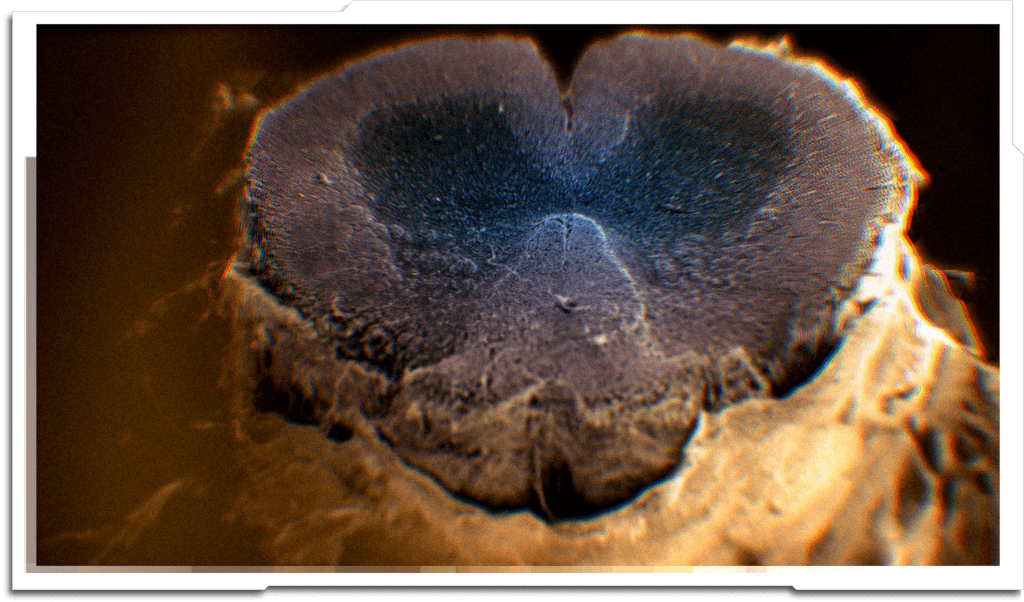 More shots using the SEM displacement technique I developed. Close-up of the fovea (the most sensitive part of the eye), and the spinal cord.