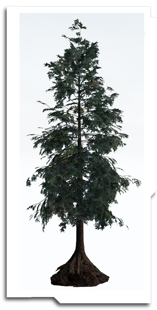 Coming from Europe, one of the best ways to learn North American trees has been to model them. This is a Western Hemlock created in ‘Plantfactory’. The base is made from 3 photoscans merged together.